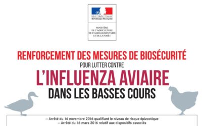 Influenza aviaire : passage au niveau « risque élevé »
