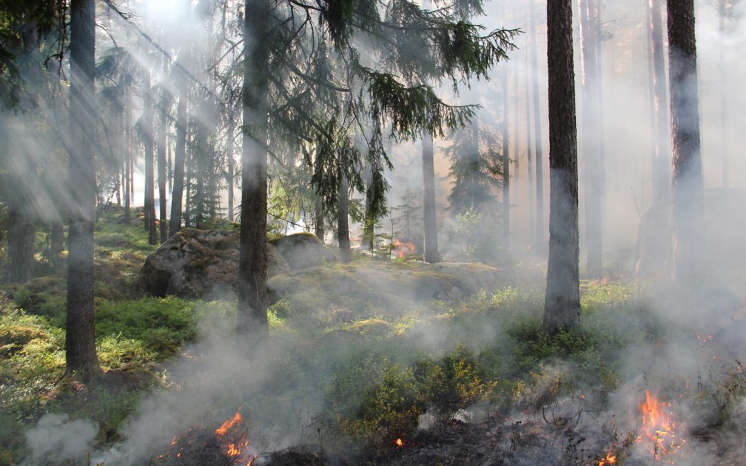 the ugly swamp, nature reserve, burning